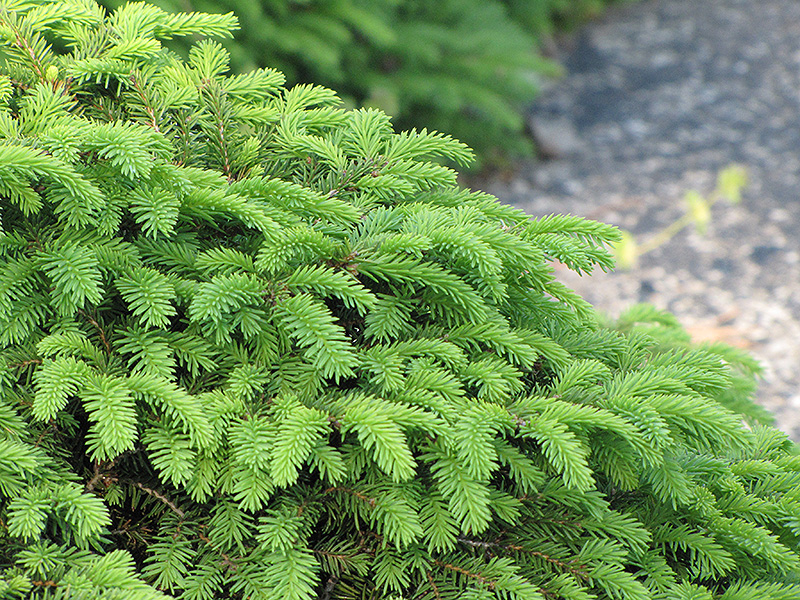 Birds Nest Spruce (Picea abies 'Nidiformis') at Skillins Greenhouse