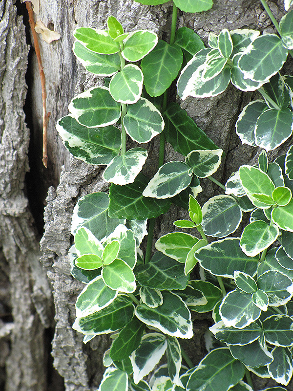 Emerald Gaiety Wintercreeper (Euonymus fortunei 'Emerald Gaiety') at Skillins Greenhouse