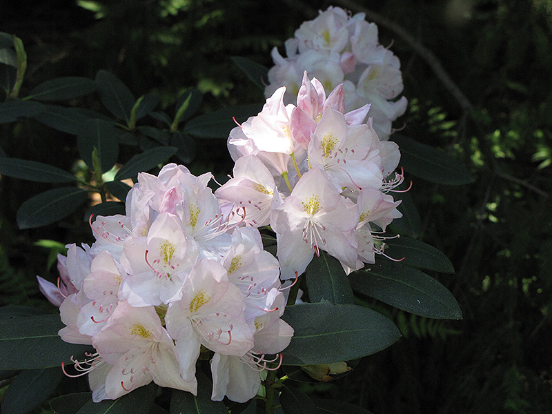 White Catawba Rhododendron (Rhododendron catawbiense 'Album') at Skillins Greenhouse