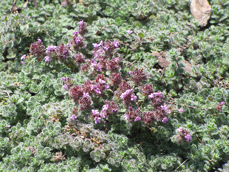 Wooly Thyme (Thymus pseudolanuginosis) at Skillins Greenhouse