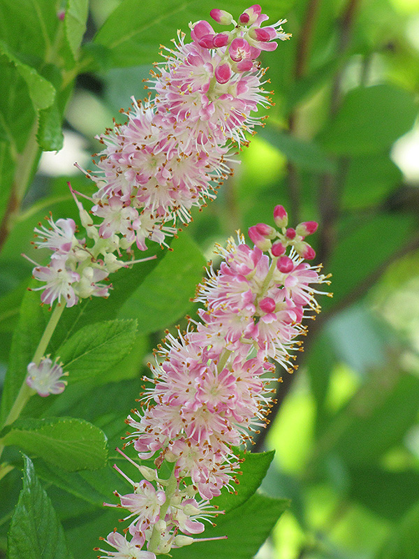 Ruby Spice Summersweet (Clethra alnifolia 'Ruby Spice') at Skillins Greenhouse