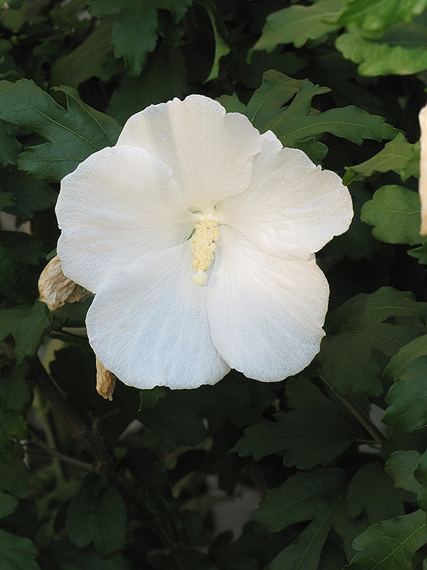 Diana Rose of Sharon (Hibiscus syriacus 'Diana') at Skillins Greenhouse