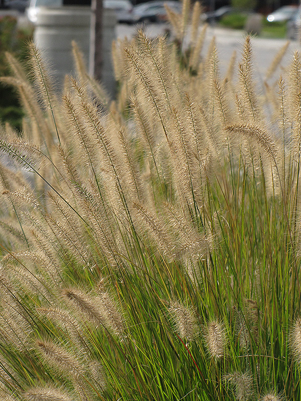 Hameln Dwarf Fountain Grass (Pennisetum alopecuroides 'Hameln') at Skillins Greenhouse