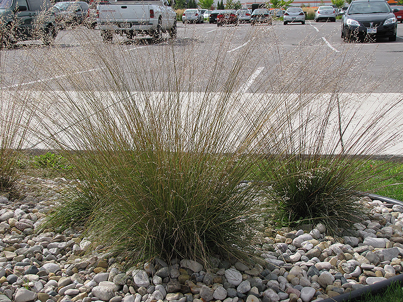 Prairie Dropseed (Sporobolus heterolepis) at Skillins Greenhouse