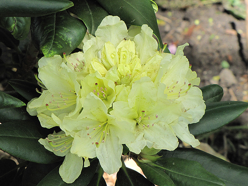 Capistrano Rhododendron (Rhododendron 'Capistrano') at Skillins Greenhouse
