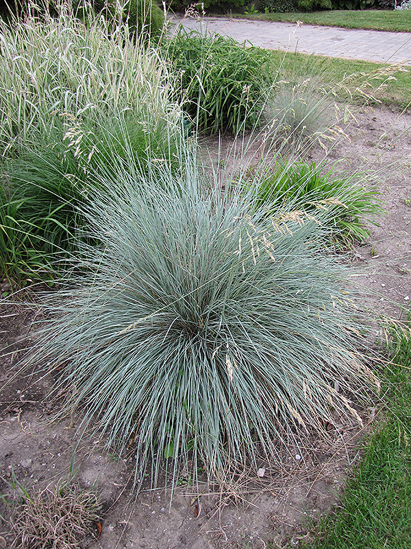 Blue Oat Grass (Helictotrichon sempervirens) at Skillins Greenhouse