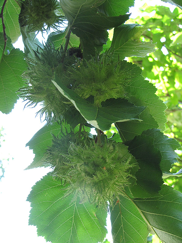 Turkish Hazelnut (Corylus colurna) at Skillins Greenhouse
