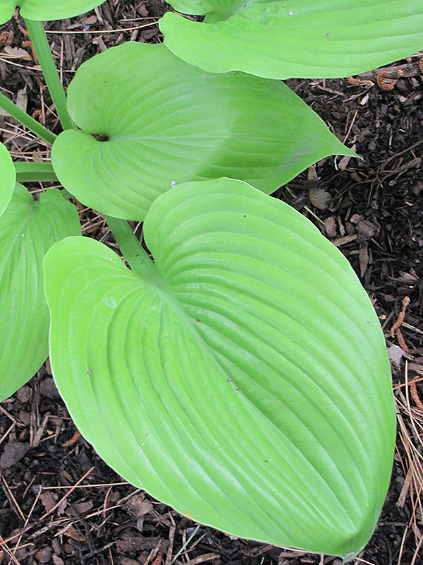 Sum and Substance Hosta (Hosta 'Sum and Substance') at Skillins Greenhouse