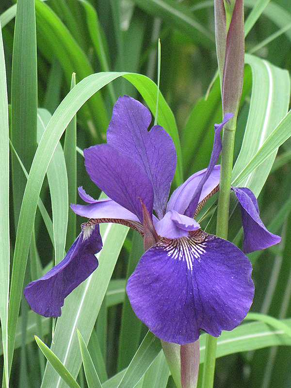 Caesar's Brother Siberian Iris (Iris sibirica 'Caesar's Brother') at Skillins Greenhouse