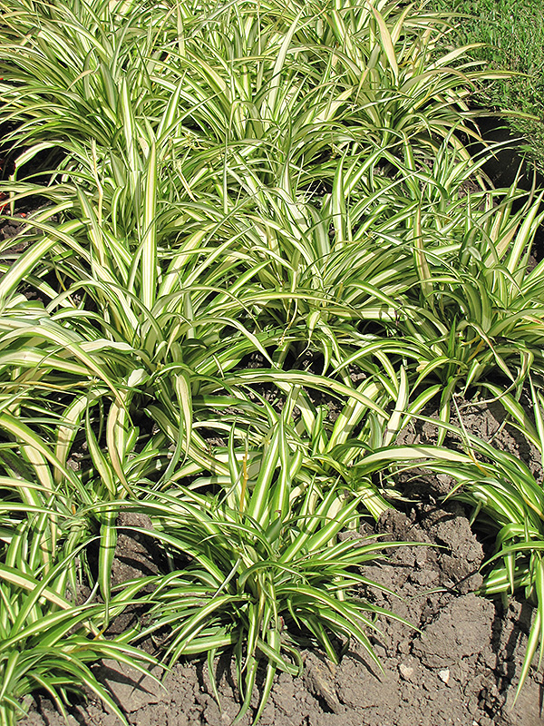Variegated Spider Plant (Chlorophytum comosum 'Variegatum') at Skillins Greenhouse