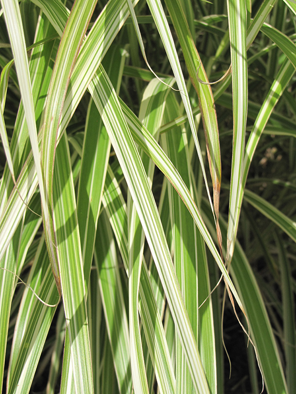Morning Light Maiden Grass (Miscanthus sinensis 'Morning Light') at Skillins Greenhouse
