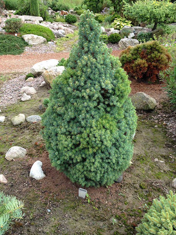 Sander's Blue Dwarf Spruce (Picea glauca 'Sander's Blue') at Skillins Greenhouse