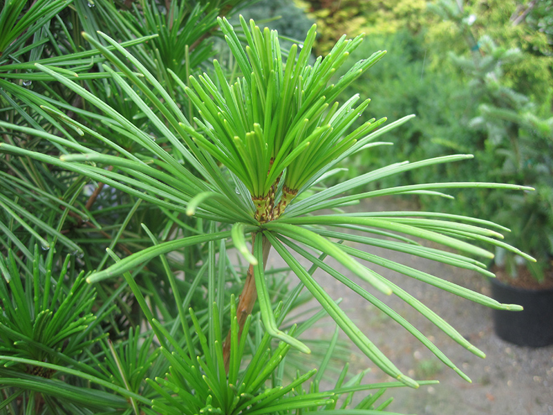 Joe Kozey Umbrella Pine (Sciadopitys verticillata 'Joe Kozey') at Skillins Greenhouse