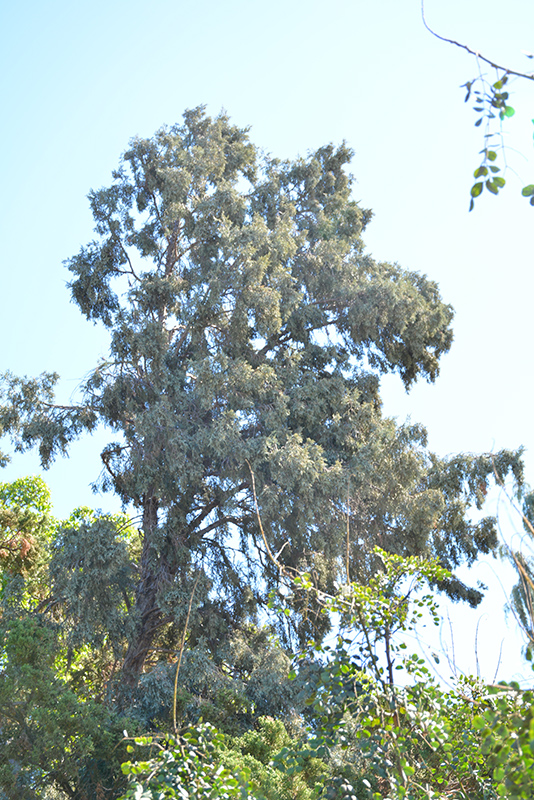Hollywood Juniper (Juniperus chinensis 'Torulosa') at Skillins Greenhouse