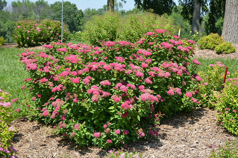 Double Play Red Spirea (Spiraea japonica 'SMNSJMFR') at Skillins Greenhouse