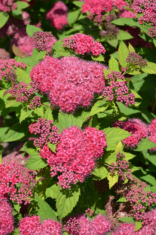 Double Play Red Spirea (Spiraea japonica 'SMNSJMFR') at Skillins Greenhouse