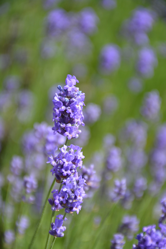 Hidcote Blue Lavender (Lavandula angustifolia 'Hidcote Blue') at Skillins Greenhouse