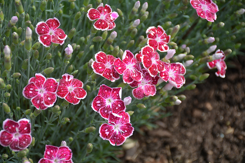 Fire And Ice Pinks (Dianthus 'Fire And Ice') at Skillins Greenhouse