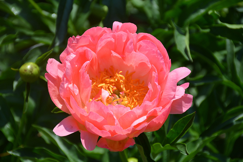 Coral Sunset Peony (Paeonia 'Coral Sunset') at Skillins Greenhouse