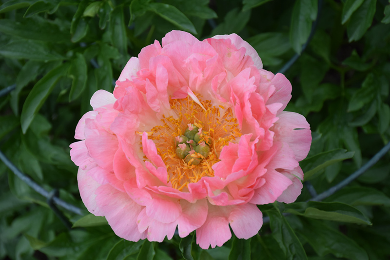 Coral Sunset Peony (Paeonia 'Coral Sunset') at Skillins Greenhouse