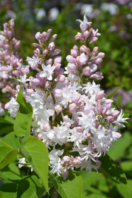 Beauty of Moscow Lilac (Syringa vulgaris 'Beauty of Moscow') at Skillins Greenhouse