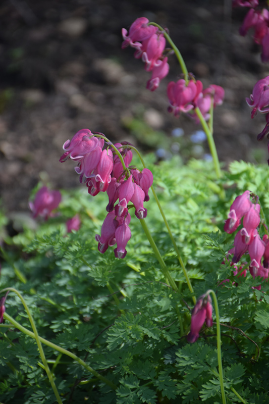 King of Hearts Bleeding Heart (Dicentra 'King of Hearts') at Skillins Greenhouse