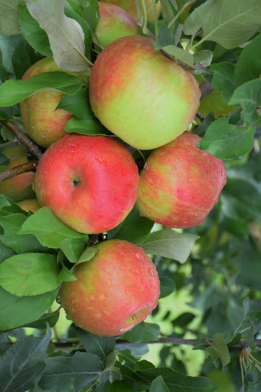 Honeycrisp Apple (Malus 'Honeycrisp') at Skillins Greenhouse