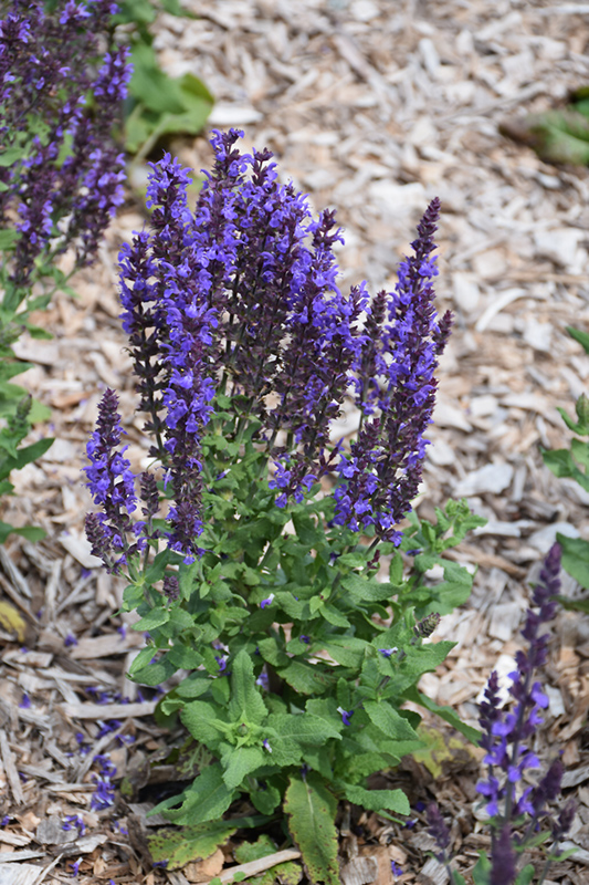 Blue Queen Sage (Salvia nemorosa 'Blaukonigin') at Skillins Greenhouse