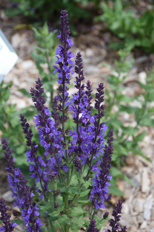 Blue Queen Sage (Salvia nemorosa 'Blaukonigin') at Skillins Greenhouse