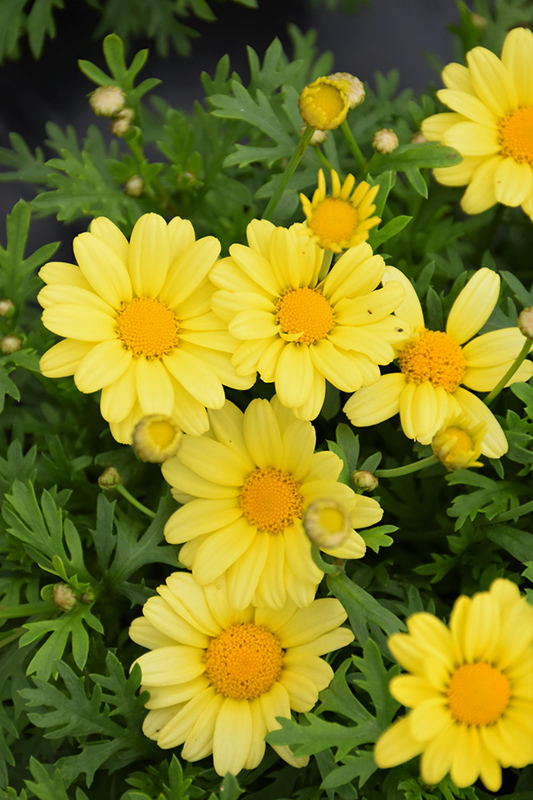 Beauty Yellow Marguerite Daisy (Argyranthemum frutescens 'Beauty Yellow') at Skillins Greenhouse