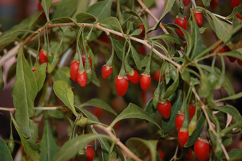 Sweet Lifeberry Goji Berry (Lycium barbarum 'SMNDSL') at Skillins Greenhouse