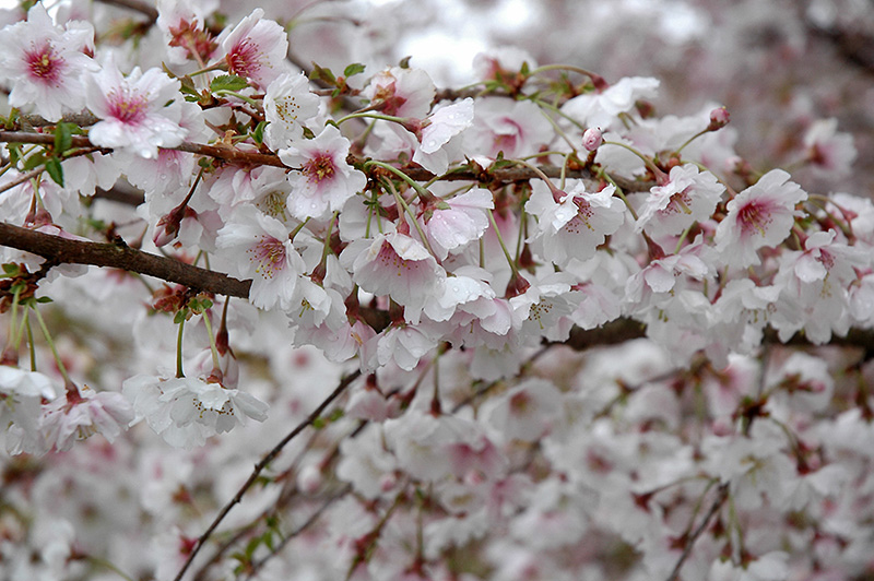 Hally Jolivette Flowering Cherry (Prunus 'Hally Jolivette') at Skillins Greenhouse