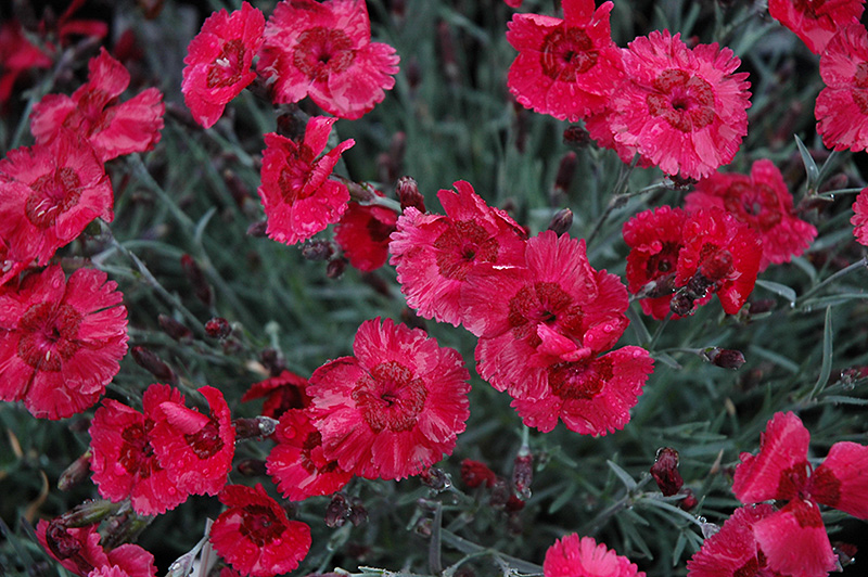 Eastern Star Pinks (Dianthus 'Red Dwarf') at Skillins Greenhouse