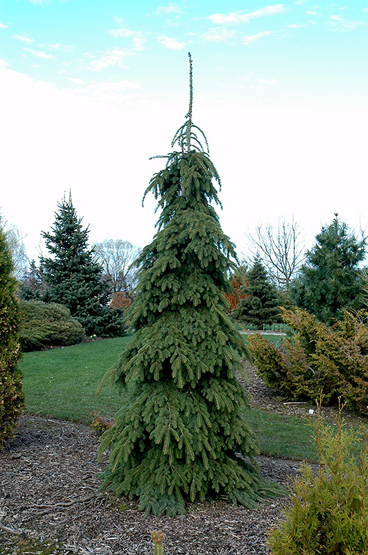 Weeping White Spruce (Picea glauca 'Pendula') at Skillins Greenhouse