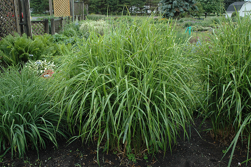 Porcupine Grass (Miscanthus sinensis 'Strictus') at Skillins Greenhouse