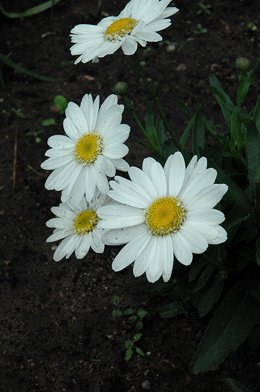 Highland White Dream Shasta Daisy (Leucanthemum x superbum 'Highland White Dream') at Skillins Greenhouse
