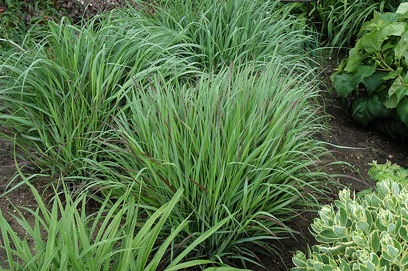 Cheyenne Sky Switch Grass (Panicum virgatum 'Cheyenne Sky') at Skillins Greenhouse