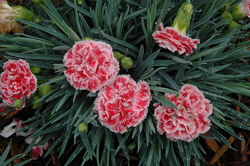 Coral Reef Pinks (Dianthus 'WP07OLDRICE') at Skillins Greenhouse