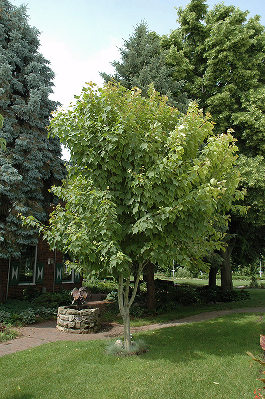 Moosewood (Acer pensylvanicum) at Skillins Greenhouse