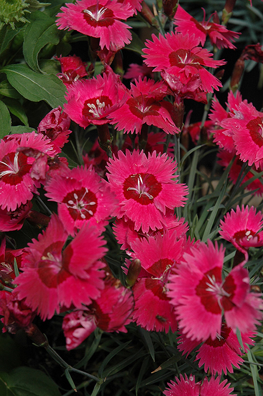 Ruby Sparkles Pinks (Dianthus 'Ruby Sparkles') at Skillins Greenhouse