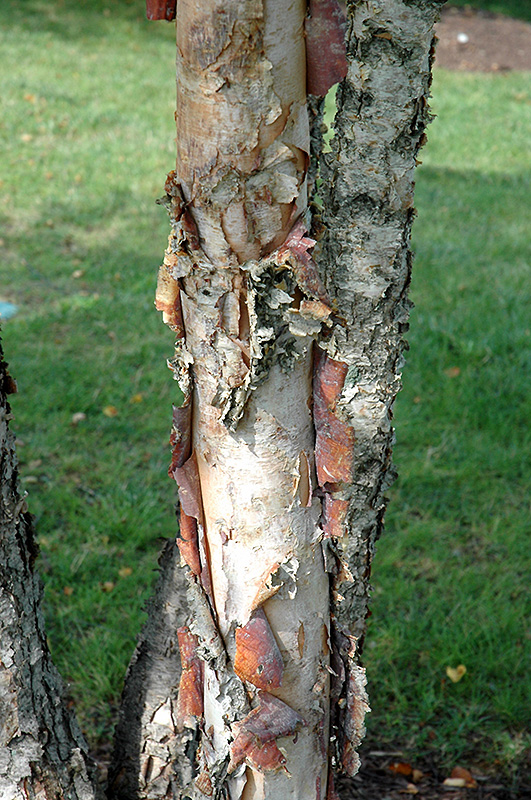 Heritage River Birch (clump) (Betula nigra 'Heritage (clump)') at Skillins Greenhouse