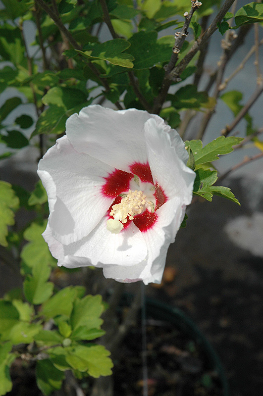 Red Heart Rose Of Sharon (Hibiscus syriacus 'Red Heart') at Skillins Greenhouse