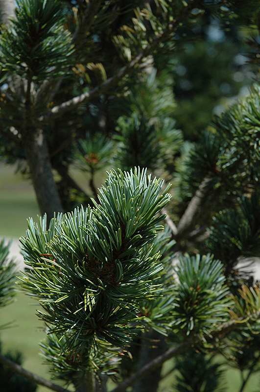 Dwarf Blue Japanese Pine (Pinus parviflora 'Glauca Nana') at Skillins Greenhouse
