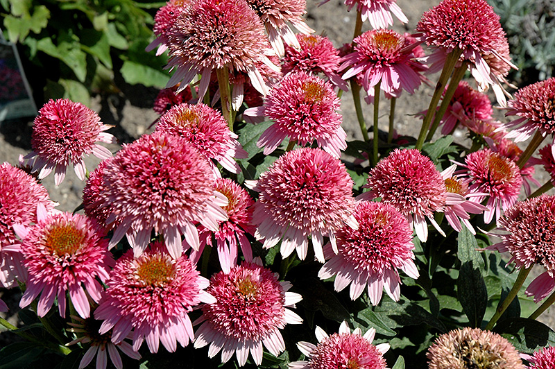 Butterfly Kisses Coneflower (Echinacea purpurea 'Butterfly Kisses') at Skillins Greenhouse