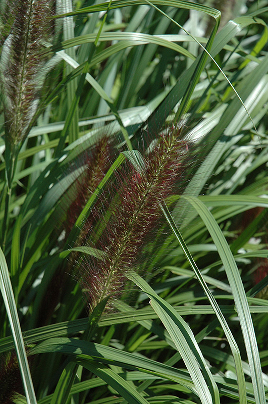 Red Head Fountain Grass (Pennisetum alopecuroides 'Red Head') at Skillins Greenhouse