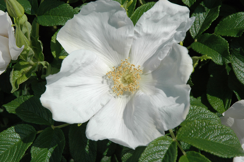 White Rugosa Rose (Rosa rugosa 'Alba') at Skillins Greenhouse