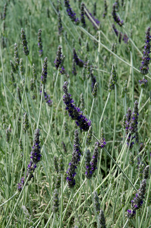 Goodwin Creek Gray Lavender (Lavandula x ginginsii 'Goodwin Creek Gray') at Skillins Greenhouse