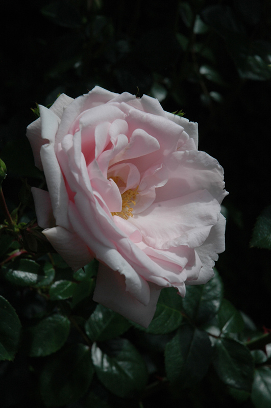 New Dawn Rose (Rosa 'New Dawn') at Skillins Greenhouse
