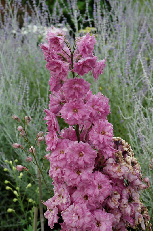 Pink Punch Larkspur (Delphinium 'Pink Punch') at Skillins Greenhouse