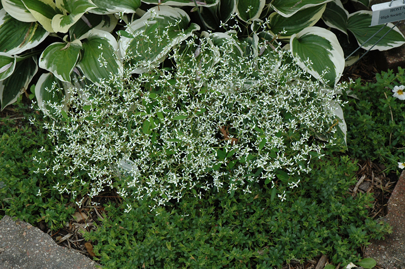 Diamond Frost Euphorbia (Euphorbia 'INNEUPHDIA') at Skillins Greenhouse